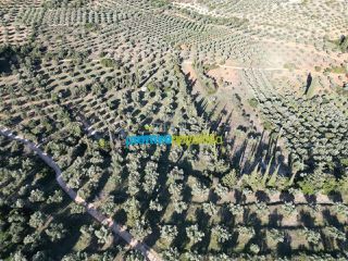 Αγροτεμάχια 25.000 τ.μ. για πώληση, Αργολίδα, Κουτσοπόδι-thumb-5