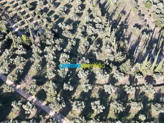 Αγροτεμάχια 25.000 τ.μ. για πώληση, Αργολίδα, Κουτσοπόδι-thumb-6
