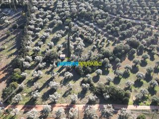 Αγροτεμάχια 25.000 τ.μ. για πώληση, Αργολίδα, Κουτσοπόδι-thumb-14