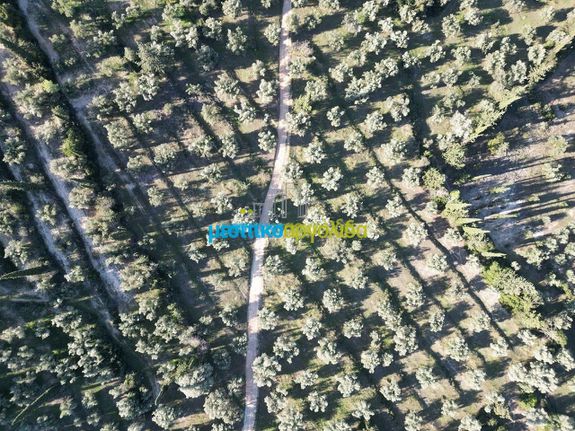 Αγροτεμάχια 25.000 τ.μ. για πώληση, Αργολίδα, Κουτσοπόδι
