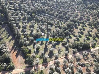 Αγροτεμάχια 25.000 τ.μ. για πώληση, Αργολίδα, Κουτσοπόδι-thumb-12