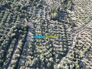 Αγροτεμάχια 25.000 τ.μ. για πώληση, Αργολίδα, Κουτσοπόδι-thumb-3