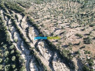 Αγροτεμάχια 90.000 τ.μ. για πώληση, Αργολίδα, Κουτσοπόδι-thumb-12