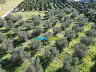 Οικόπεδο 550 τ.μ. για πώληση, Αργολίδα, Κουτσοπόδι-thumb-9