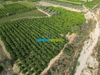 Αγροτεμάχια 50.000 τ.μ. για πώληση, Αργολίδα, Κουτσοπόδι-thumb-23