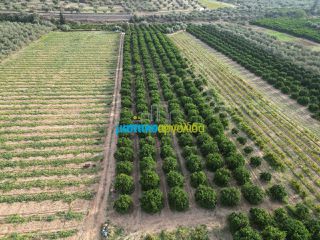 Αγροτεμάχια 50.000 τ.μ. για πώληση, Αργολίδα, Κουτσοπόδι-thumb-1