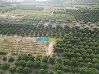 Αγροτεμάχια 50.000 τ.μ. για πώληση, Αργολίδα, Κουτσοπόδι-thumb-2
