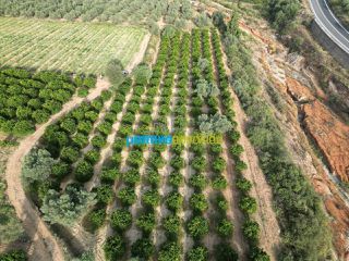 Αγροτεμάχια 50.000 τ.μ. για πώληση, Αργολίδα, Κουτσοπόδι-thumb-14