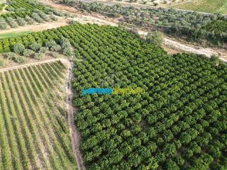 Αγροτεμάχια 50.000 τ.μ. για πώληση, Αργολίδα, Κουτσοπόδι-thumb-20