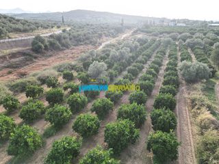 Αγροτεμάχια 50.000 τ.μ. για πώληση, Αργολίδα, Κουτσοπόδι-thumb-11