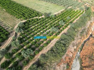 Αγροτεμάχια 50.000 τ.μ. για πώληση, Αργολίδα, Κουτσοπόδι-thumb-16