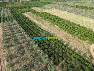 Αγροτεμάχια 50.000 τ.μ. για πώληση, Αργολίδα, Κουτσοπόδι-thumb-8