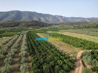 Αγροτεμάχια 50.000 τ.μ. για πώληση, Αργολίδα, Κουτσοπόδι-thumb-10