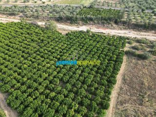 Αγροτεμάχια 50.000 τ.μ. για πώληση, Αργολίδα, Κουτσοπόδι-thumb-19