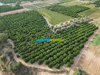 Αγροτεμάχια 50.000 τ.μ. για πώληση, Αργολίδα, Κουτσοπόδι-thumb-24
