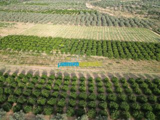 Αγροτεμάχια 50.000 τ.μ. για πώληση, Αργολίδα, Κουτσοπόδι-thumb-5