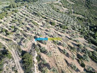 Αγροτεμάχια 53.000 τ.μ. προς πώληση, Μπόρσας-thumb-3