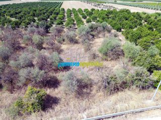 Αγροτεμάχια 3.900 τ.μ. για πώληση, Αργολίδα, Μυκήνες-thumb-6