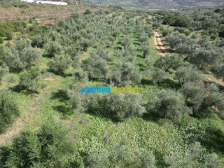 Αγροτεμάχια 4.000 τ.μ. πρός πώληση, Αργολίδα, Μυκήνες-thumb-7