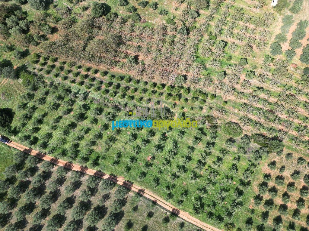 Αγροτεμάχια 4.000 τ.μ. πρός πώληση, Αργολίδα, Μυκήνες