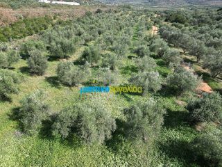 Αγροτεμάχια 4.000 τ.μ. πρός πώληση, Αργολίδα, Μυκήνες-thumb-6