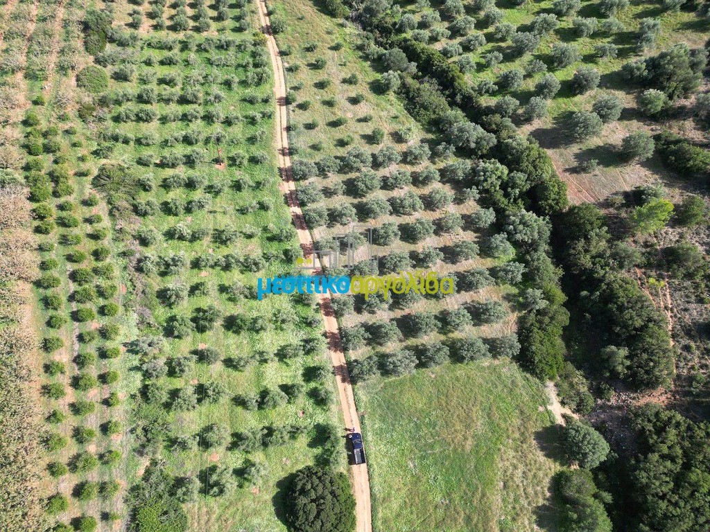 Αγροτεμάχια 4.000 τ.μ. πρός πώληση, Αργολίδα, Μυκήνες