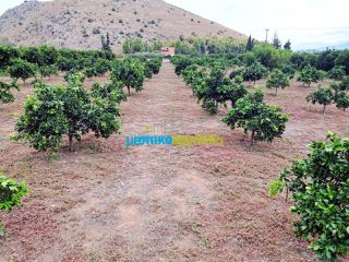 Οικόπεδο 4.000 τ.μ. πρός πώληση, Αργολίδα, Νέα Τίρυνθα-thumb-4