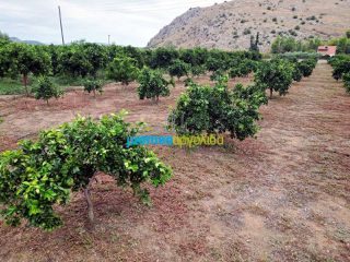 Οικόπεδο 4.000 τ.μ. πρός πώληση, Αργολίδα, Νέα Τίρυνθα-thumb-5