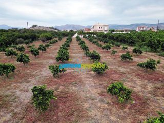 Οικόπεδο 4.000 τ.μ. πρός πώληση, Αργολίδα, Νέα Τίρυνθα-thumb-7