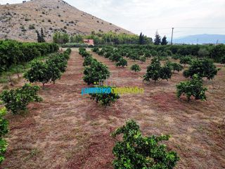 Οικόπεδο 4.000 τ.μ. πρός πώληση, Αργολίδα, Νέα Τίρυνθα-thumb-12
