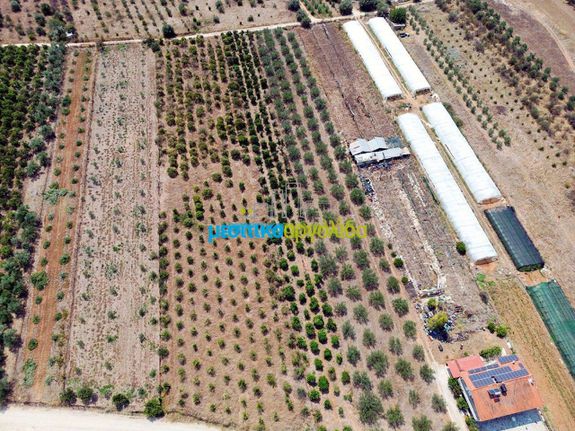 Αγροτεμάχια 5.000 τ.μ. για πώληση, Αργολίδα, Μιδέα