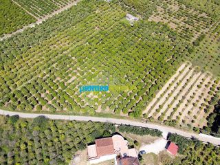 Οικόπεδο 11.304 τ.μ. για πώληση, Αργολίδα, Άργος-thumb-4