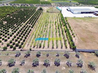 Οικόπεδο 10.000 τ.μ. για πώληση, Αργολίδα, Κουτσοπόδι-thumb-5