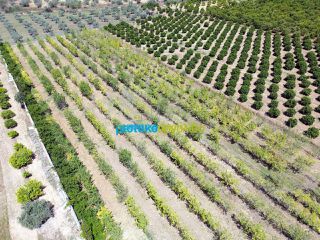 Οικόπεδο 10.000 τ.μ. για πώληση, Αργολίδα, Κουτσοπόδι-thumb-12