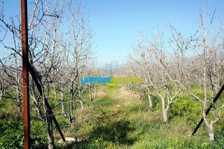Οικόπεδο 10.000 τ.μ. για πώληση, Αργολίδα, Κουτσοπόδι-thumb-21