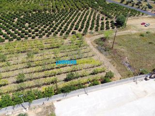 Οικόπεδο 10.000 τ.μ. για πώληση, Αργολίδα, Κουτσοπόδι-thumb-10