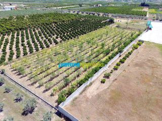 Οικόπεδο 10.000 τ.μ. για πώληση, Αργολίδα, Κουτσοπόδι-thumb-8