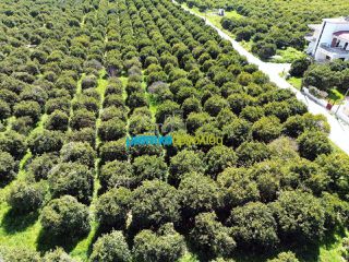 Οικόπεδο 4.850 τ.μ. για πώληση, Αργολίδα, Άργος-thumb-5