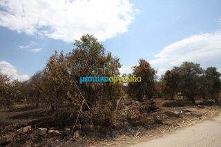 Οικόπεδο 5.297 τ.μ. για πώληση, Αργολίδα, Μιδέα-thumb-3