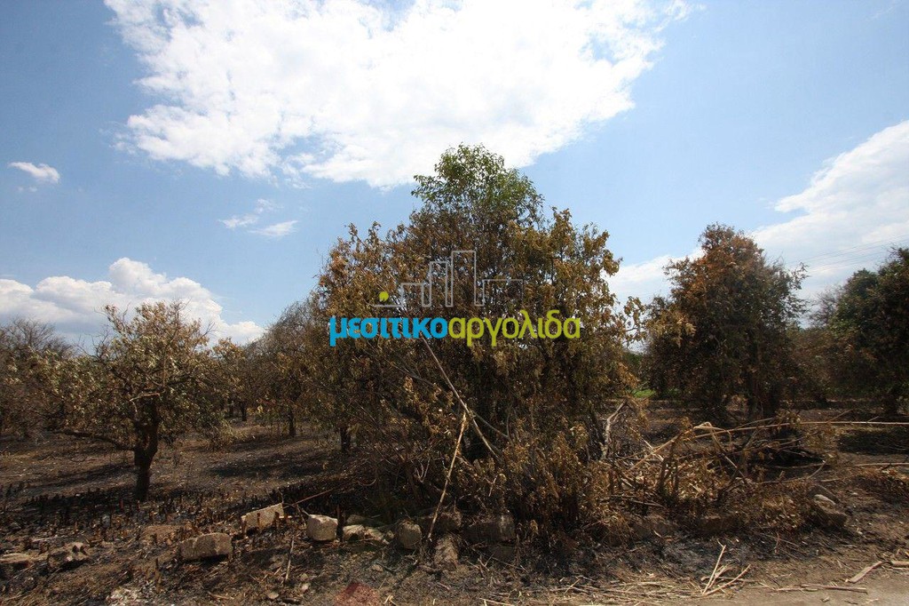 Οικόπεδο 5.297 τ.μ. προς πώληση, Αργολικό