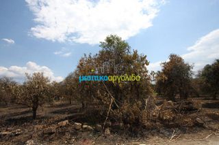Οικόπεδο 5.297 τ.μ. για πώληση, Αργολίδα, Μιδέα-thumb-2