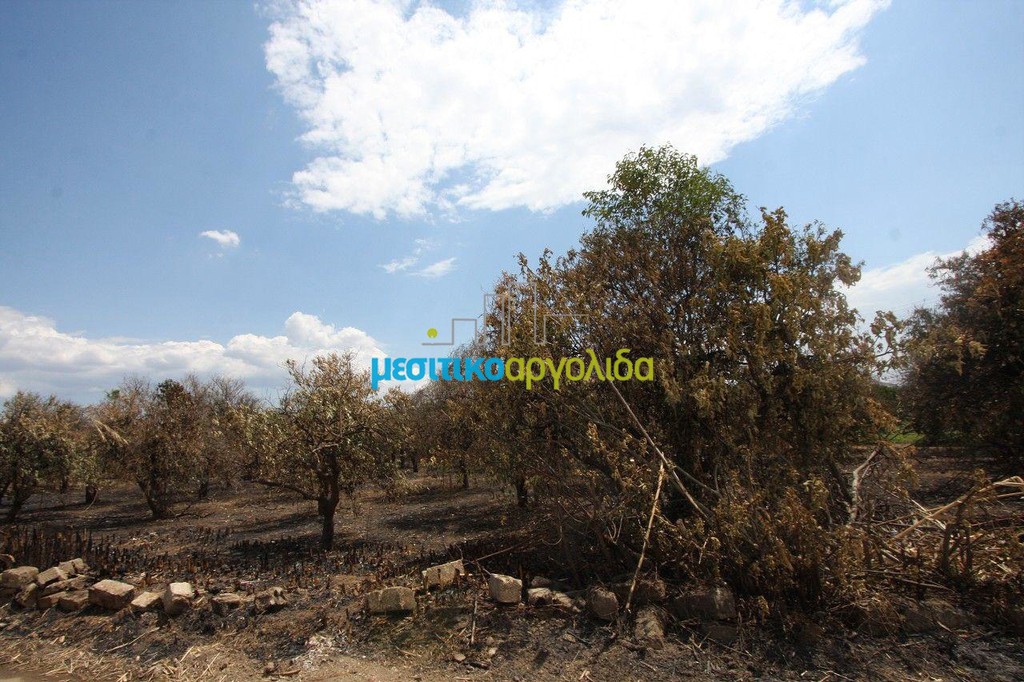 Οικόπεδο 5.297 τ.μ. προς πώληση, Αργολικό