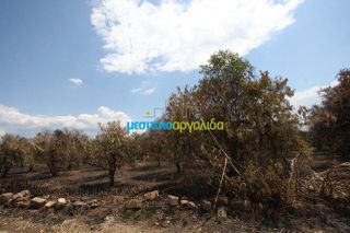 Οικόπεδο 5.297 τ.μ. για πώληση, Αργολίδα, Μιδέα-thumb-1