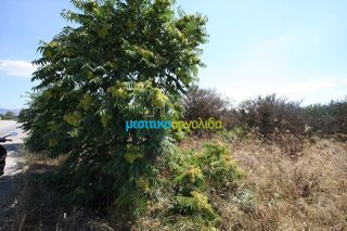 Οικόπεδο 6.400 τ.μ. για πώληση, Αργολίδα, Άργος-thumb-7