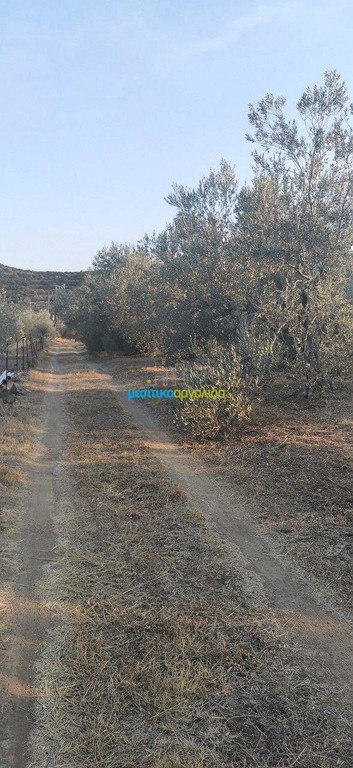 Αγροτεμάχια 20.000 τ.μ. προς πώληση, Μετόχι Ασκληπιείου