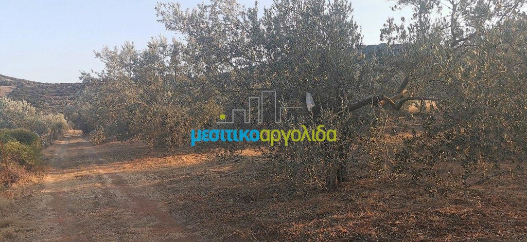 Αγροτεμάχια 20.000 τ.μ. προς πώληση, Μετόχι Ασκληπιείου