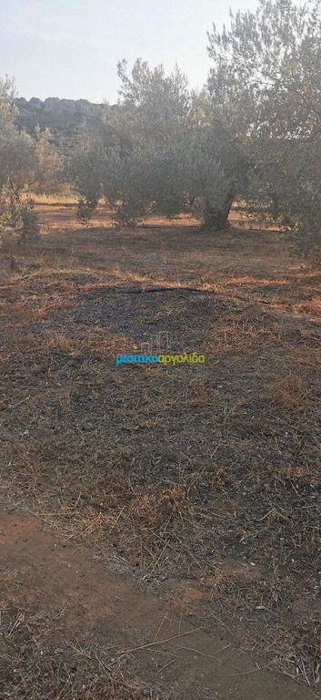 Αγροτεμάχια 20.000 τ.μ. προς πώληση, Μετόχι Ασκληπιείου