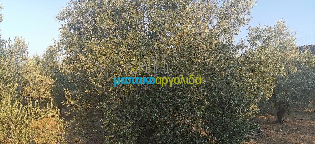 Αγροτεμάχια 20.000 τ.μ. προς πώληση, Μετόχι Ασκληπιείου