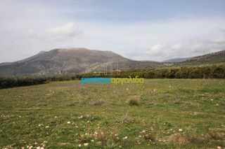 Αγροτεμάχια 8.600 τ.μ. για πώληση, Αργολίδα, Μιδέα-thumb-4
