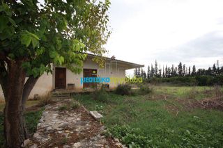 Μονοκατοικία 100 τ.μ. για πώληση, Αργολίδα, Άργος-thumb-8